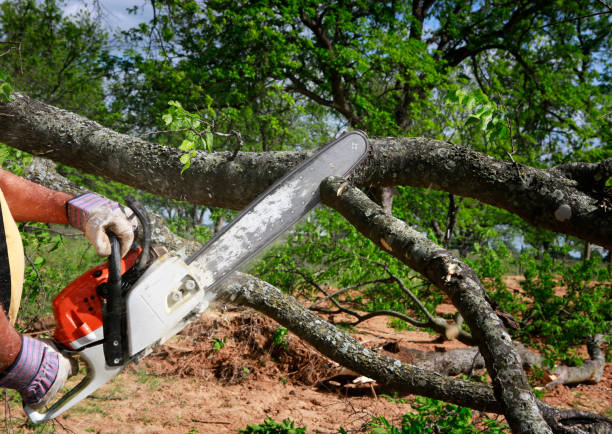 Trusted Mead, WA Tree Services Experts